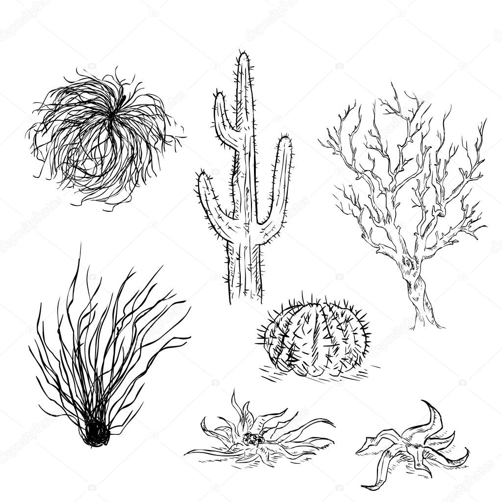Set of Sketch Cactuses and Desert Plants