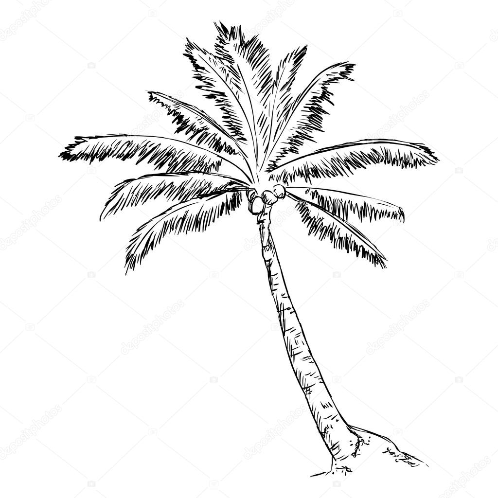 Sketch Palm Tree