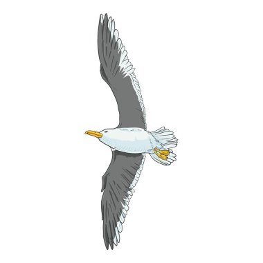 Uçan Martı Vektör Çizgi Film Çizimi