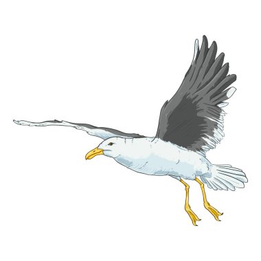 Uçan Martı Vektör Çizgi Film Çizimi