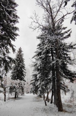 Çam ormanındaki ilk kar. Gündüz fotoğrafı