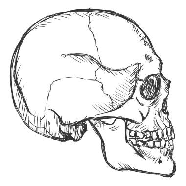 Kroki yan görünümü kafatası