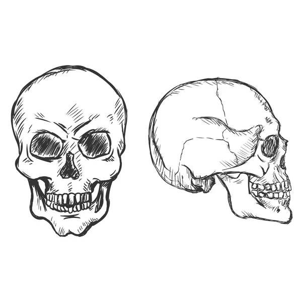 Croquis vectoriel Crânes . — Image vectorielle