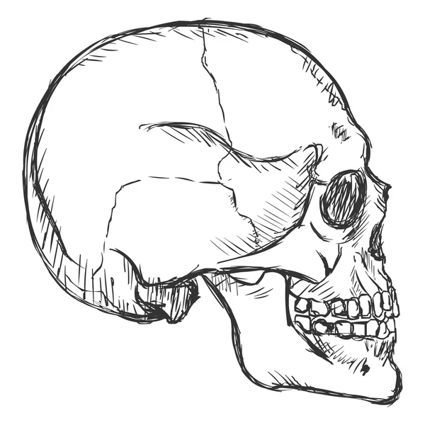 Schets Side View schedel — Stockvector