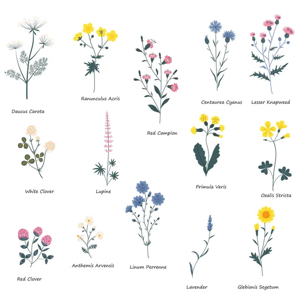 Prairie Sauvage Fleurs Clipart Isolé Illustration Vectorielle Plate Botanique Décorative — Image vectorielle