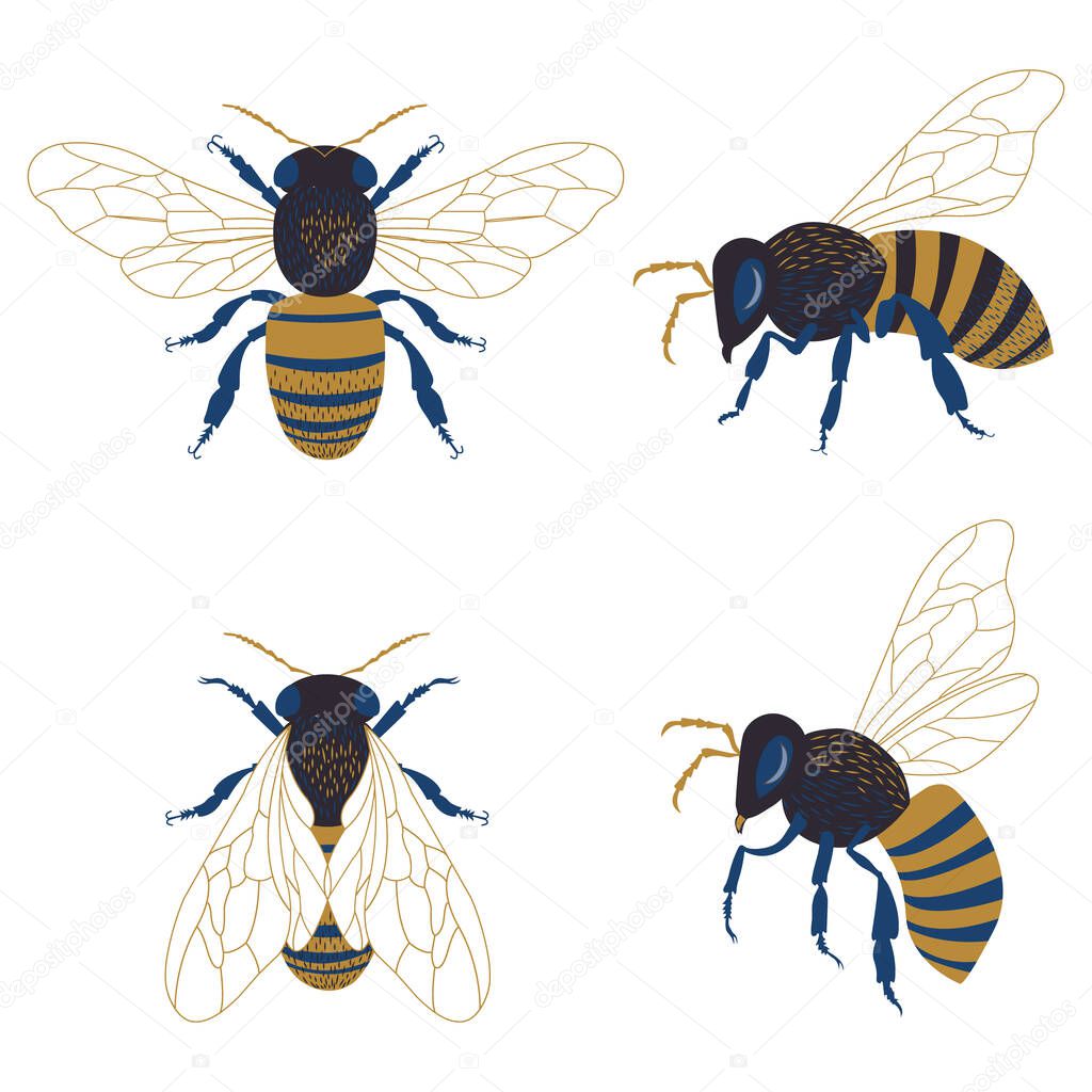  Bee vector illustration set isolated on white background. Detailed decorative hand drawn beekeeping design elements.