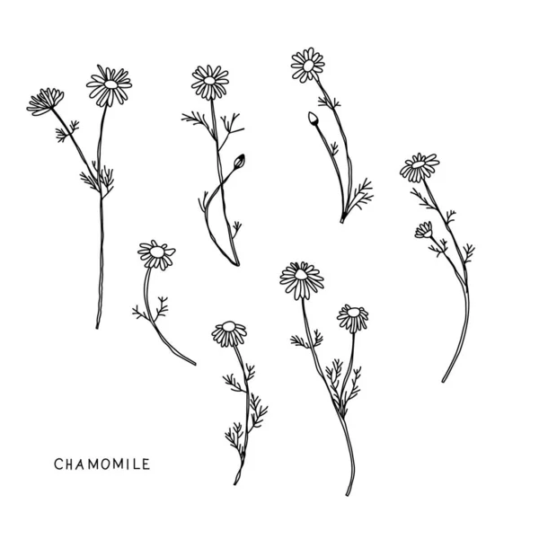 Fleurs Marguerite Ensemble Vectoriel Floral Encre Dessinant Des Plantes Sauvages — Image vectorielle