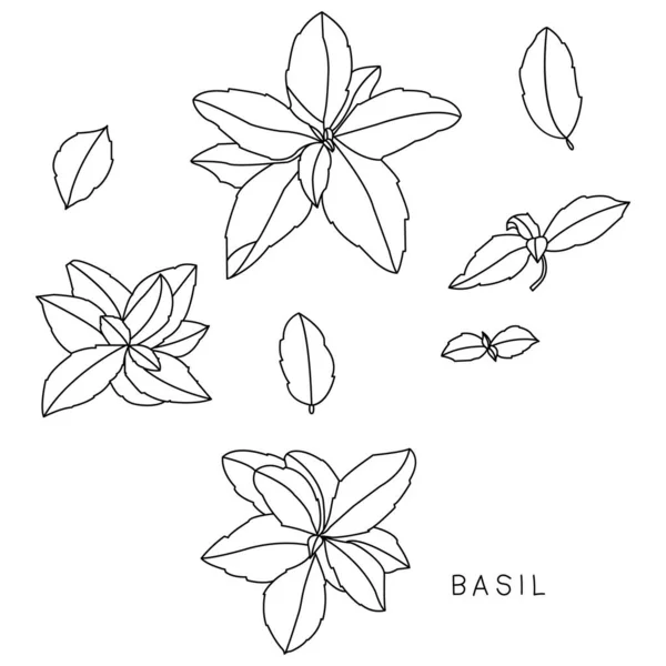 Basilic Ensemble Vectoriel Dessiné Main Herbes Cosmétiques Isolées Sur Fond — Image vectorielle