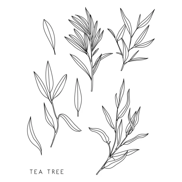 Teebaumzeichnung Teebaumskizze Illustration Teebaumkräuter Vektorillustration — Stockvektor