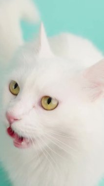 Beyaz Türk angora kedisi, turkuaz arka planda burnunu yalıyor, farklı ifadeler gösteriyor.