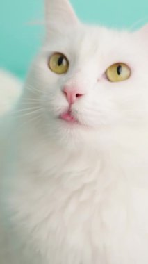 Beyaz Türk angora kedisi, turkuaz arka planda burnunu yalıyor, farklı ifadeler gösteriyor.