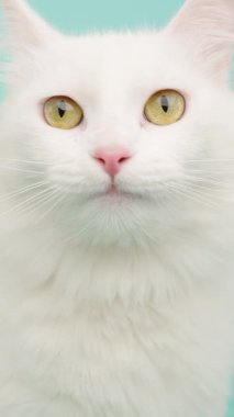 Zarif beyaz angora kedi tımar etme, profil gösterme, canlı turkuaz stüdyo arka planına karşı dudaklarını yalama, kedi zarafeti ve şakacı cazibe sergileme