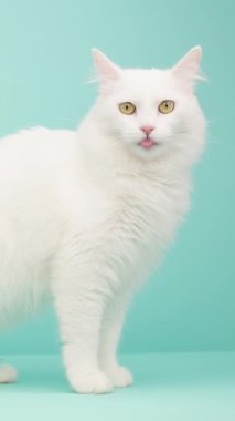 Güzel beyaz bir Türk angora kedisinin stüdyo fotoğrafları. Dudaklarını yalıyor ve turkuaz bir arka planda poz veriyor.