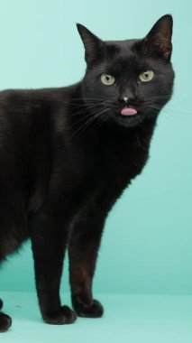 Siyah kedi poz veriyor ve tımar ediyor, pozisyon değiştiriyor aynı zamanda canlı turkuaz arka plana karşı pembe burun yalıyor, oyuncu kedi kişiliği sergiliyor.