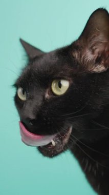 Oyuncu siyah kedi canlı turkuaz stüdyo arkaplanına karşı birden fazla anlamlı an sergiliyor, ilginç yüz hareketleriyle eğlenceli kedi kişiliğini ortaya çıkarıyor.