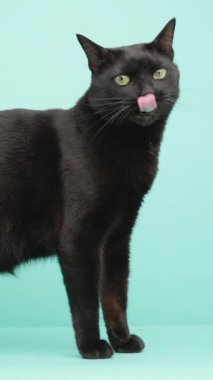 Zarif siyah kedi yer değiştirme pozisyonu, canlı turkuaz stüdyo arkaplanına karşı merak ve zarafet sergiliyor