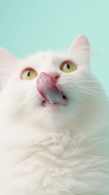 Beyaz Türk angora kedisi çeşitli yüz ifadeleri yapıyor, canlı turkuaz arka plana karşı neşeli bir kişilik sergiliyor, belirgin yeşil gözler ve pembe burun