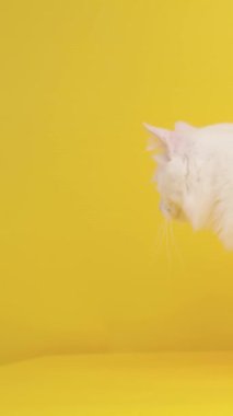 Zarif beyaz angora kedisi zarif bir şekilde hareket ediyor, canlı sarı stüdyo geçmişini keşfediyor meraklı, dikkatli bakışları ve pofuduk tüylü kürkleriyle