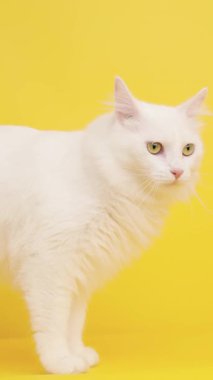 Beyaz Türk angora kedisi, parlak sarı bir arka planda kafasını farklı pozisyonlarda hareket ettiriyor.