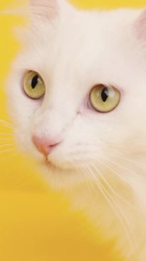 Beyaz Türk angora kedisi dudaklarını yalıyor, canlı sarı stüdyo arkaplanına dikkatle bakıyor, kedi merakı ve oyuncu tımar davranışları sergiliyor