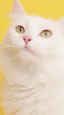 Beyaz bir Türk angora kedisine yakın çekim. Dudaklarını yalıyor ve yukarı bakıyor. Canlı sarı bir arka planda izole edilmiş.