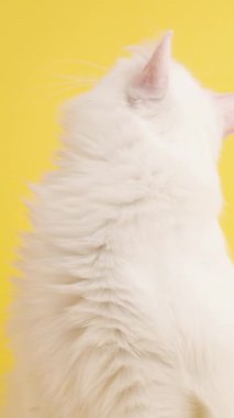 Beyaz Türk angora kedisi başını çeviriyor ve canlı sarı bir arka plana bakıyor.