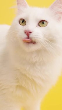 Beyaz Türk angora kedisi tımar ediyor, parlak sarı arka planda otururken dudaklarını yalıyor, minimalist stüdyo ortamında meraklı ve şakacı kedi davranışları sergiliyor.