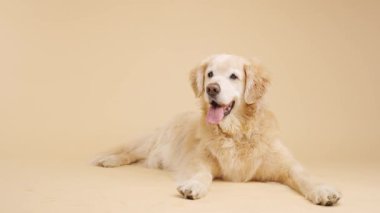 Golden Retriever, nötr bej yüzeyde rahatça dinleniyor. Stüdyo ortamında sakince etrafa bakarken rahat bir tavır sergiliyor.