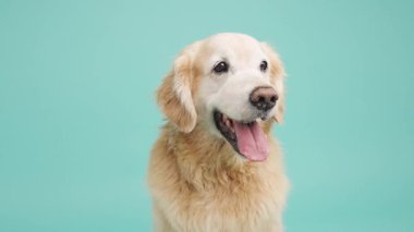 Golden Retriever nefes nefese, pembe dili açık nefes alıyor, canlı turkuaz stüdyo arka planına karşı poz veriyor, temiz minimal portre oluşturuyor.