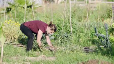 Yeşillik bir sebze bahçesinde yabani otları elle çeken bir çiftçi. Sürdürülebilir tarım ve organik tarım yaşam tarzı