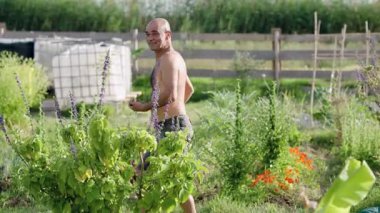 Tişörtsüz orta yaşlı çiftçi bahçesinde yürüyor, çiçekleri kontrol etmek için eğiliyor ve güneşli bir günün tadını çıkarıyor.