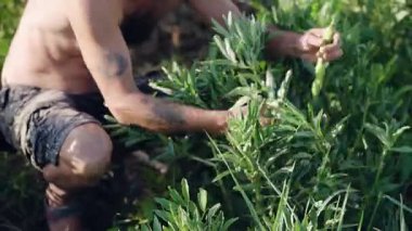 Kirli elleri ve dövmeleri olan gömleksiz bir çiftçi güneşli bir günde yemyeşil bir bitkiden taze, organik fasulye topluyor.