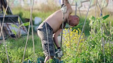 Orta yaşlı kel bir adam iş eldiveni takıyor toprağı kazıyor ve güneşli bir yaz gününde yemyeşil sebze bahçesinde sıkı çalışıyor.