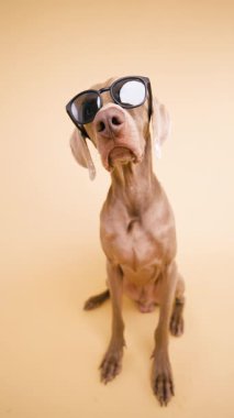 Stüdyoda oturan havalı köpek siyah güneş gözlüğü takıyor. Komik evcil hayvan kameraya ciddi ve ilginç bir ifadeyle bakıyor. Dikey