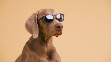 Stüdyo resmi için havalı güneş gözlüğü takan sevimli Weimaraner köpeği. Etrafa bakınan ciddi bir ifadeyle komik safkan köpek.