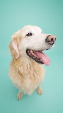 Golden Retriever oturuyor ve dili dışarıda, turkuaz bir arka planda izole bir şekilde yukarı bakıyor. Dikey görüntüler