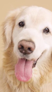Golden Retriever, bej arka planda izole edilmiş dili açık bir şekilde mutlu bir şekilde nefes alıyor. Dikey görüntüler