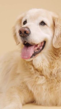 Golden Retriever uzanmış, soluk soluğa ve bej arka planda yan tarafa bakıyor. Dikey görüntüler