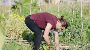 Genç bahçıvan otları yemyeşil bir sebze bahçesinden elleriyle topluyor. Organik tarım, sürdürülebilir yaşam ve elle yetiştirme kavramı