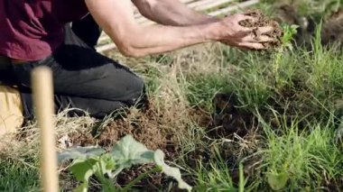 Erkek çiftçi yerde diz çöküp dikkatlice kökleri ve toprağı ile küçük yeşil bir fidanı bahçedeki yeni kazılmış bir deliğe yerleştiriyor.