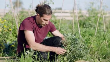 Odaklanmış genç adam yemyeşil bir bitkiden taze bakla topluyor. Güneşli bir bahçede çalışan bir çiftçinin otantik sahnesi