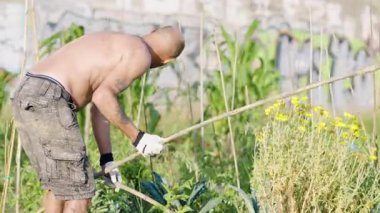 Güneşli bir şehir bahçesinde çalışan kel, üstsüz, dövmeli bir adam. Bitkilerin etrafındaki toprağı işlemek için tahta bir sopa kullanıyor.