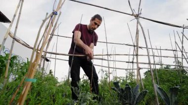 Genç Kafkasyalı bir adam büyüyen bitkileri desteklemek için bambu kamışları inşa ediyor. Sürdürülebilir tarım ve organik tarım uygulamaları