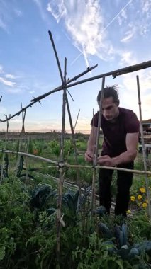 Odaklanmış genç bir adam titizlikle bambu kamışını birbirine bağlıyor. Gün batımında canlı bir sebze bahçesinde sürdürülebilir tarım uygulamaları