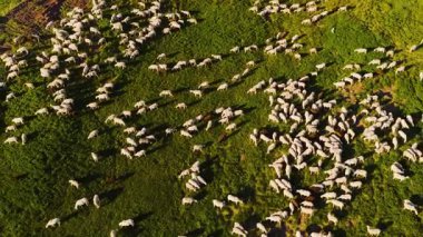 Sersemletici hava perspektifi kırsal kesimde güneşli bir günde yemyeşil bir yamaçta otlayan ve hareket eden büyük bir koyun sürüsünü gösteriyor.