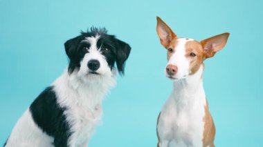 Two cute purebred dogs sitting together and looking at the camera. A black and white mixed breed and a brown and white podenco ibicenco