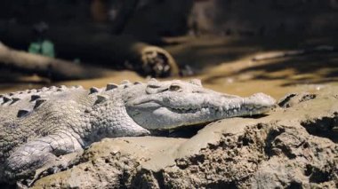 Büyük bir Amerikan timsahı çamurlu bir nehir kıyısında güneşleniyor. Bu tehlikeli yırtıcı, Sierpe Mangrove ormanındaki doğal ortamında dinleniyor.