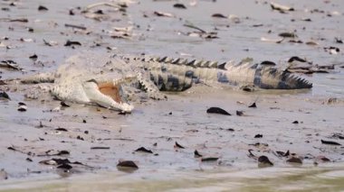 Kosta Rika 'daki Sierpe nehrinin çamurlu kıyısında dinlenen tehlikeli vahşi Amerikan timsahı. Dev sürüngen, vücut ısısını düzenlemek için ağız aralığı yapıyor.