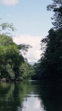 Sierpe, Costa Rica 'nın yoğun mangrov ormanlarında huzurlu bir yolculuk. Bereketli yeşil orman sakin nehir suyuna mükemmel bir şekilde yansıyor.