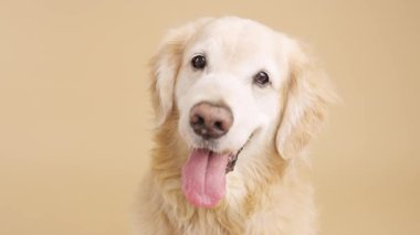 Golden Retriever nefes nefese, baş döndürücü, tarafsız bej stüdyo arka planında dostça bir ifade sergiliyor, neşeli, rahat bir tavırla köpek arkadaşlığını temsil ediyor.